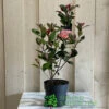 Photinia Fraseri 'Carré Rouge' 2Ltr Pot (NL) -Water N Plants Sales Store 0000000398517 2