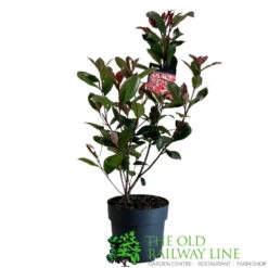 Photinia Fraseri 'Carré Rouge' 2Ltr Pot (NL) -Water N Plants Sales Store 0000000398517