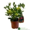 Skimmia Japonica 'Temptation' 2Ltr Pot (NL) -Water N Plants Sales Store 0000000398528