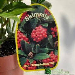 Skimmia Japonica 'Temptation' 2Ltr Pot (NL) -Water N Plants Sales Store 0000000398528 2