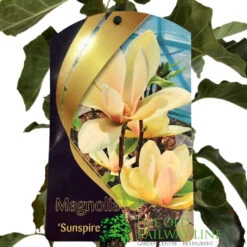Magnolia 'Sunspire' 10Ltr Pot (NL) -Water N Plants Sales Store 0000000435158 2
