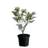 Euonymus Alatus 'Compactus' Plant 4Ltr Pot (NL) -Water N Plants Sales Store 00000275
