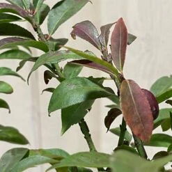 Euonymus Alatus 'Compactus' Plant 4Ltr Pot (NL) 7 Euonymus Alatus 'Compactus' Plant 4Ltr Pot (NL) -Water N Plants Sales Store 00000275 3