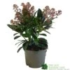 Skimmia Japonica 'Rubella' 1.5Ltr Pot (NL) -Water N Plants Sales Store 00000285 0f9f7f00 aa7d 418d 9236 144eecfc850f