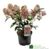 Skimmia Japonica 'Rubella' 3Ltr Pot (NL) -Water N Plants Sales Store 00000286
