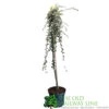 Cotoneaster 'Juliette' 80cm Tall (NL) -Water N Plants Sales Store 00000625