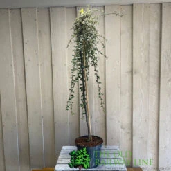Cotoneaster 'Juliette' 80cm Tall (NL) -Water N Plants Sales Store 00000625 2