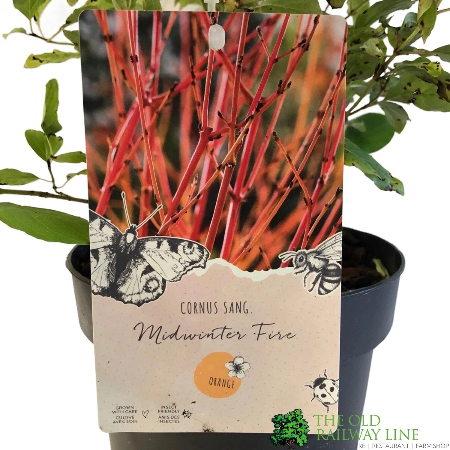 Cornus 'Midwinter Fire' Plant 3Ltr Pot (NL) 4 Cornus 'Midwinter Fire' Plant 3Ltr Pot (NL) - Image 2