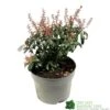 Pieris 'Bonfire' Plant 2Ltr Pot -Water N Plants Sales Store 00001641