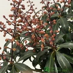 Pieris 'Bonfire' Plant 2Ltr Pot 5 Pieris 'Bonfire' Plant 2Ltr Pot -Water N Plants Sales Store 00001641 2