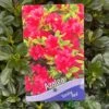 Azalea 'Geisha Red' Plant 3Ltr Pot (NL) 2 Azalea 'Geisha Red' Plant 3Ltr Pot (NL) -Water N Plants Sales Store 00001652