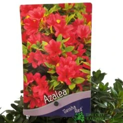Azalea 'Geisha Red' Plant 3Ltr Pot (NL) 7 Azalea 'Geisha Red' Plant 3Ltr Pot (NL) -Water N Plants Sales Store 00001652 2