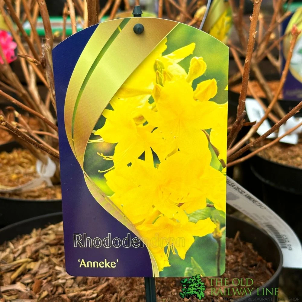 Rhododendron 'Anneke' 7.5Ltr Pot (NL) 3 Rhododendron 'Anneke' 7.5Ltr Pot (NL)