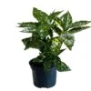Aucuba Japonica 'Golden King' 2Ltr Pot (NL) -Water N Plants Sales Store 00002104