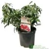 Pieris 'Forest Flame' 2Ltr Pot (NL) -Water N Plants Sales Store 00002656