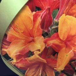 Azalea (Deciduous) 'Golden Eagle' 7.5Ltr Pot (NL) 8 Azalea (Deciduous) 'Golden Eagle' 7.5Ltr Pot (NL) -Water N Plants Sales Store 00002759 2