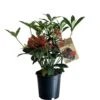 Skimmia Japonica 'Pabella' 1.5Ltr (NL) -Water N Plants Sales Store 00003295