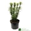 Cephalotaxus 'Korean Gold' Plum Yew Conifer 40cm Tall (NL) -Water N Plants Sales Store 00003296