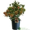 Skimmia Japonica 'Pabella' 4Ltr Pot (NL) -Water N Plants Sales Store 00004158