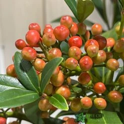 Skimmia Japonica 'Pabella' 4Ltr Pot (NL) -Water N Plants Sales Store 00004158 3