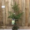 Cryptomeria 'Barabits Gold' Conifer5Ltr Pot (NL) 2 Cryptomeria 'Barabits Gold' Conifer5Ltr Pot (NL) -Water N Plants Sales Store 00005465