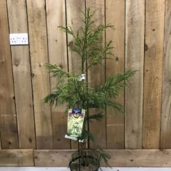 Cryptomeria 'Barabits Gold' Conifer5Ltr Pot (NL)