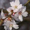 Prunus ‘Autumnalis Rosea' Cherry Blossom 120cm Tall (NL)