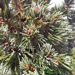 Picea 'Sanders Blue' Spruce Plant 3Ltr Pot (NL) 5 Picea 'Sanders Blue' Spruce Plant 3Ltr Pot (NL) -Water N Plants Sales Store 2000000675510 2
