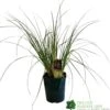 Cortaderia 'Pumila' 5Ltr Pot (NL) 2 Cortaderia 'Pumila' 5Ltr Pot (NL) -Water N Plants Sales Store 30001104