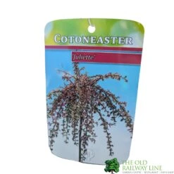 Cotoneaster 'Juliette' 80cm Tall (NL) -Water N Plants Sales Store 30001111 1