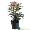 Nandina Domestica 'Obsessed' 2Ltr Pot (NL) -Water N Plants Sales Store 30002508