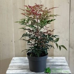 Nandina Domestica 'Obsessed' 2Ltr Pot (NL) 7 Nandina Domestica 'Obsessed' 2Ltr Pot (NL) -Water N Plants Sales Store 30002508 2