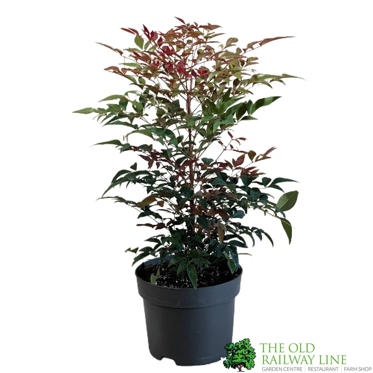 Nandina Domestica 'Obsessed' 2Ltr Pot (NL) 3 Nandina Domestica 'Obsessed' 2Ltr Pot (NL)