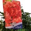 Azalea 'Geisha Orange' 3Ltr Pot (NL) 1 Azalea 'Geisha Orange' 3Ltr Pot (NL) -Water N Plants Sales Store 30008869 2