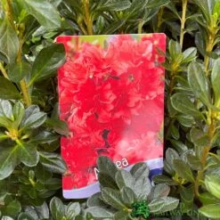 Azalea 'Geisha Orange' 3Ltr Pot (NL) 7 Azalea 'Geisha Orange' 3Ltr Pot (NL) -Water N Plants Sales Store 30008869 5b9b6a4d 2eef 4de9 a7d5 74d146507ae8