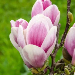 Magnolia 'Satisfaction' Tree 60cm Tall (NL) -Water N Plants Sales Store 30136615 2 1