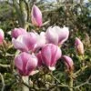 Magnolia 'Satisfaction' Tree 60cm Tall (NL) -Water N Plants Sales Store 30136615 f509ee7f e033 4d18 b271 4c36c177245f