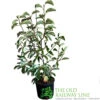 Magnolia 'Sunrise' Tree 50cm Tall (NL) -Water N Plants Sales Store 30136619