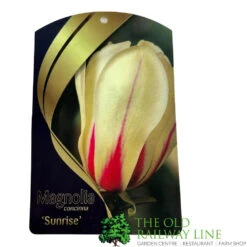 Magnolia 'Sunrise' Tree 50cm Tall (NL) 5 Magnolia 'Sunrise' Tree 50cm Tall (NL) -Water N Plants Sales Store 30136619 2