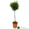 Olive Tree 'Olea Europaea' 1.7m Tall (NL) -Water N Plants Sales Store 30166459 ca1430f3 7a74 4a95 98d4 63ae0a692e57
