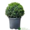 Buxus Ball Topiary Plant 22cm Pot
