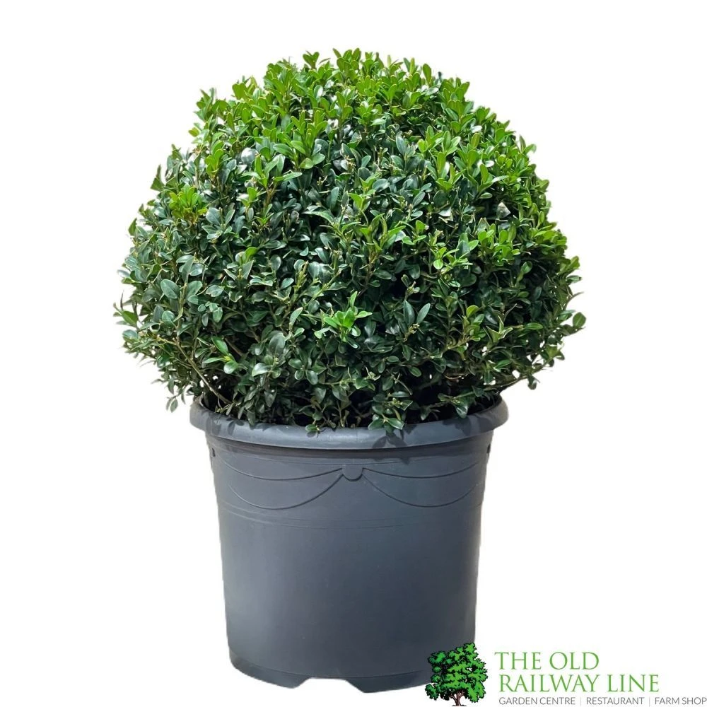 Buxus Ball Topiary Plant 22cm Pot 3 Buxus Ball Topiary Plant 22cm Pot
