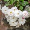 David Austin 'Adelaide D'Orleans' White English Rambling Rose -Water N Plants Sales Store 30169553 36ff3121 f410 4626 9a2e 4e0328bf4912