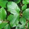 Common Beech Tree Fagus Sylvatica 15Ltr Pot -Water N Plants Sales Store 30190399