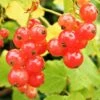 Redcurrant 'Jonkheer Van Tet' Fan Trellis 4Ltr Pot -Water N Plants Sales Store 30196471