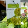 Grape 'Chardonnay' 3Ltr Pot 2 Grape 'Chardonnay' 3Ltr Pot -Water N Plants Sales Store 30198711