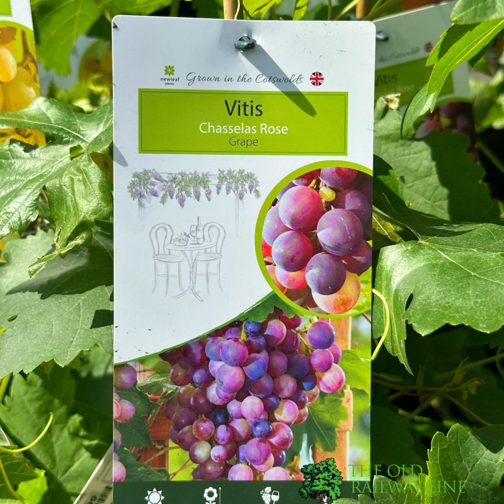 Grape 'Chasselas Rose' 3Ltr Pot 3 Grape 'Chasselas Rose' 3Ltr Pot