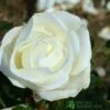 Whartons 'Silver Anniversary' Hybrid Tea White Rose Plant 3Ltr Pot 1 Whartons 'Silver Anniversary' Hybrid Tea White Rose Plant 3Ltr Pot -Water N Plants Sales Store 5011622202081