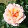 Peach Climbing Rose 'Compassion' 4Ltr Pot -Water N Plants Sales Store 5011622202234