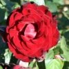 Whartons 'Dublin Bay' Climbing Rose Plant 4Ltr 1 Whartons 'Dublin Bay' Climbing Rose Plant 4Ltr -Water N Plants Sales Store 5011622202265